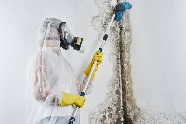 Best Residential Mold Removal  in Whiteland, IN