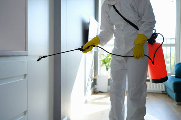 Best Local Mold Removal Service  in Whiteland, IN