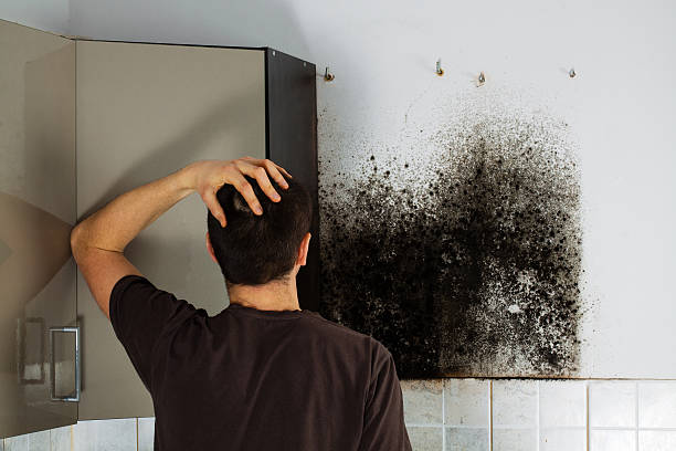 Best Office Mold Removal Services  in Whiteland, IN